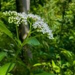 Sambucus ebulusFlor