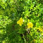 Jasminum mesnyiCvet