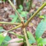 Williamodendron glaucophyllum Leaf