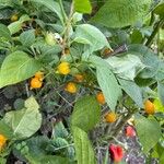 Capsicum chinense Fruto