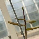Epidendrum cinnabarinum Лист