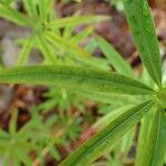 Galium aristatum Листок