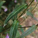 Epilobium parviflorum List