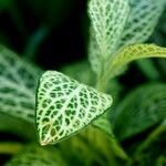 Fittonia albivenis 形态