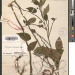 Phyllanthus epiphylliferens Otro