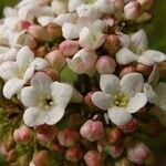 Viburnum × carlcephalum