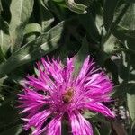 Centaurea uniflora Fiore