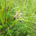 Ophrys fuciflora പുഷ്പം