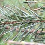 Picea abies List