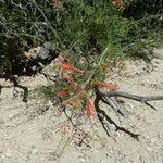 Keckiella ternata Агульны выгляд