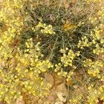 Helianthemum cinereum Flor