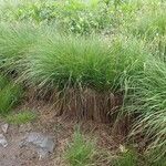 Carex nigra Hábito