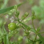 Veronica anagalloides Fruit