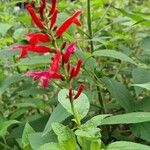 Salvia elegans Flor