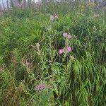 Epilobium hirsutumLorea