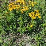 Tagetes lucida Habitatea