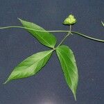 Dalechampia scandens Otro