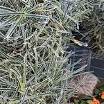 Ficinia truncata Hoja