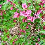 Weigela japonica Floare