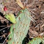 Opuntia littoralis Drugo