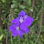 Delphinium ajacisFlors