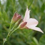 Convolvulus farinosus Flor