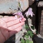 Aquilegia vulgaris Λουλούδι