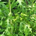 Lactuca biennis Leaf