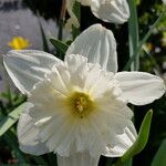 Narcissus × incomparabilis Lorea