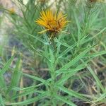 Inula ensifolia 花