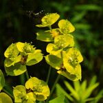 Euphorbia esula Flower