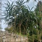 Pseudosasa japonica ഇല