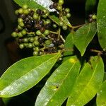 Zanthoxylum panamense Hoja