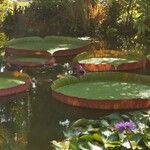 Victoria amazonica Yaprak