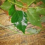 Toxicodendron radicans List