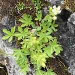 Potentilla caulescens Φύλλο