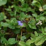 Lobelia rubescens Flower