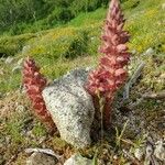 Orobanche rapum-genistae Агульны выгляд