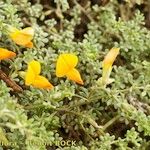 Lotus glaucus 形態