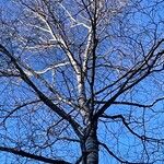 Betula populifolia Corteccia