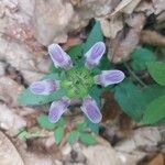 Prunella hastifolia Fula
