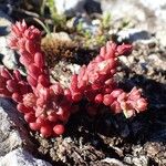 Sedum atratum Buveinė