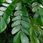 Albizia lebbeck Leaf