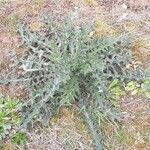 Cirsium vulgareFeuille