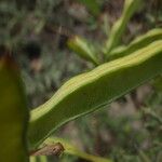 Cytisus spinosus Muu