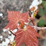 Acer glabrum पत्ता