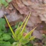 Erodium malacoides ᱡᱚ