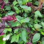 Salvia involucrata Leaf