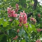 Aesculus × carneaFlors