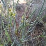 Bupleurum fruticescens Feuille